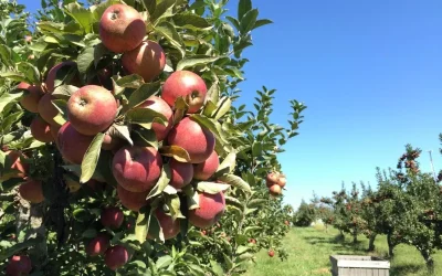 50+ Things to do this Fall in Columbus